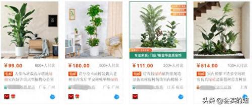 苏州商超盆景批发排名前十(江苏盆景批发市场排名)插图2