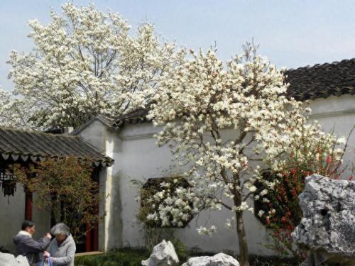 排名前十的名花(中国名花排名前50)插图9