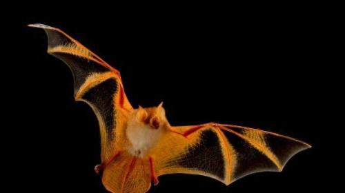 世界上最好的生物排名前十(世界上十大厉害的生物)插图17