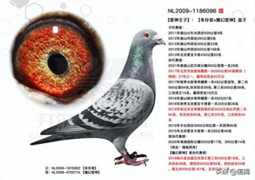 尼尔森赛鸽公棚春棚(尼尔森赛鸽公棚)插图12