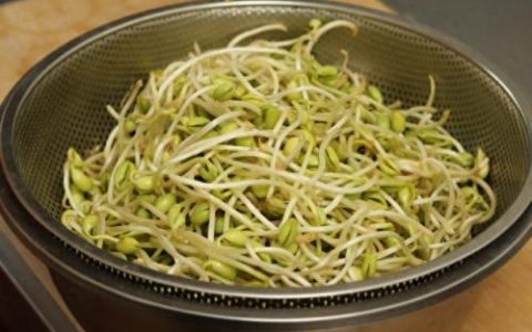 豆芽制作(豆芽制作机器)