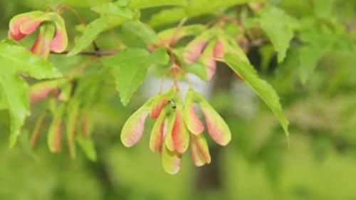 小型干扰芯片(干扰芯片怎么获得)插图2