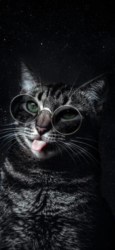 猫酷壁纸(最近很火的猫壁纸霸气)插图17