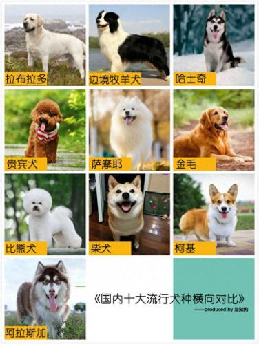 排名前十犬种(最好十种犬种)插图1