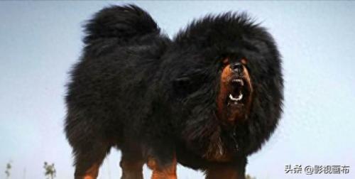 世界前五猎犬排名前十(世界三种猎犬排名前十)插图22