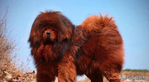 世界前五猎犬排名前十(世界三种猎犬排名前十)插图26