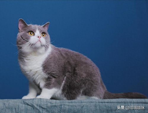 猫咪前十智商排名(猫咪智商最高的几个)插图1