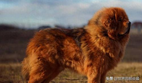 纯种藏獒(藏獒视频)插图4