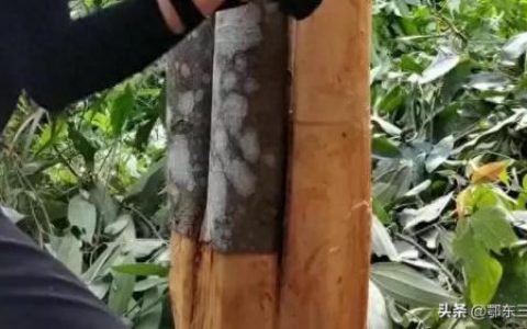 桂皮价格(肉桂价格)