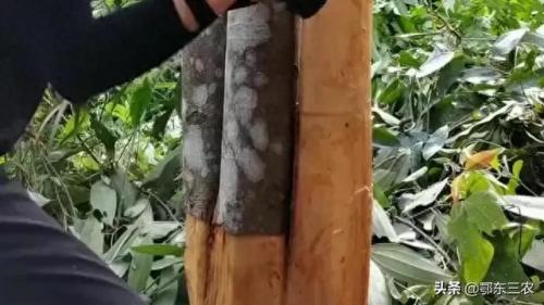 桂皮价格(肉桂价格)插图