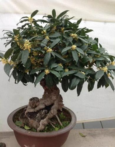 盆景桂花排名前十(哪里买桂花盆景最好)插图2