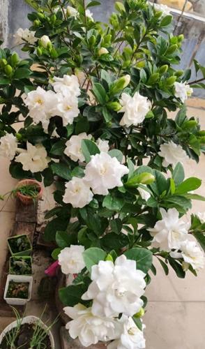 排名前十的名花(中国名花排名前50)插图18