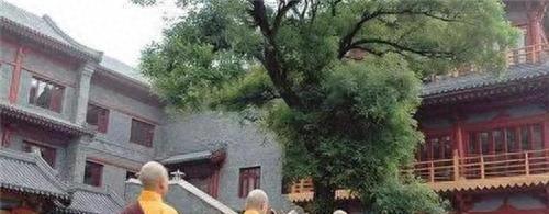北大出家(出家的北大柳智宇现状)插图4