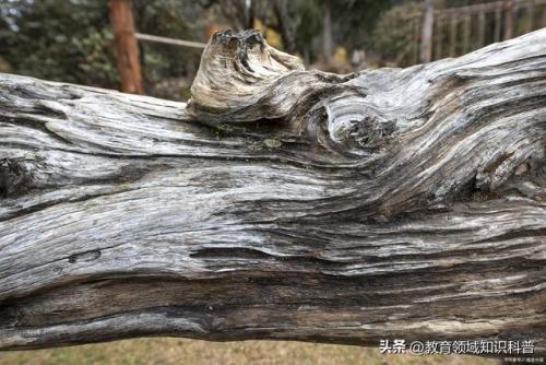 稀有高端植物排名前十(稀有植物大全名称图片)插图4