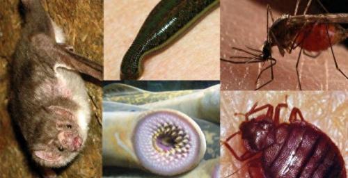 世界上最好的生物排名前十(世界上十大厉害的生物)插图1