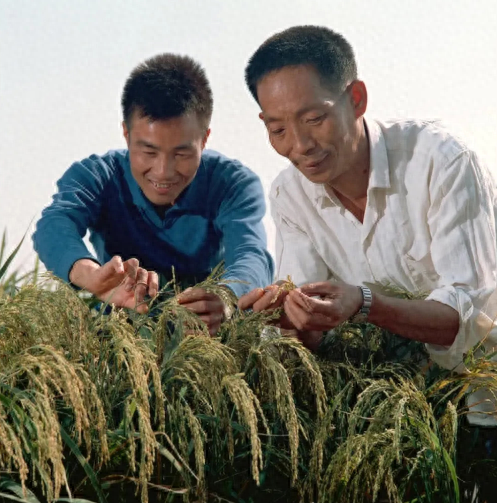 我们吃的是杂交水稻吗(杂交水稻占全国百分之几)插图3