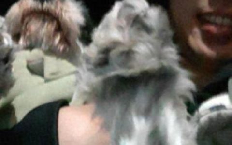 守山犬(烽火戏诸侯写的守山犬)