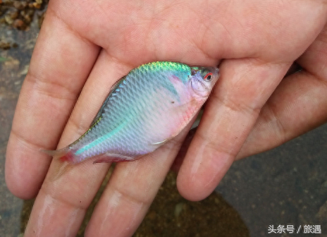溪流鱼种排名前十(三明溪流鱼种)插图2