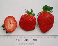十大草莓排名前十图片(吃草莓的十大好处)插图32