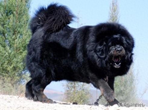 世界十大猛犬排名前十(世界十大猛犬排名榜前十名)插图28