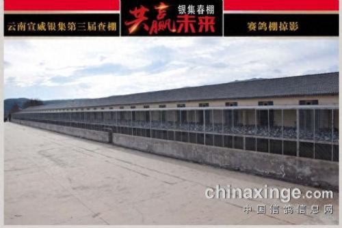 金亚赛鸽中心春棚(宣威金亚赛鸽中心春棚)插图8
