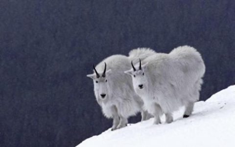 绵羊图片(绵羊图片大全)