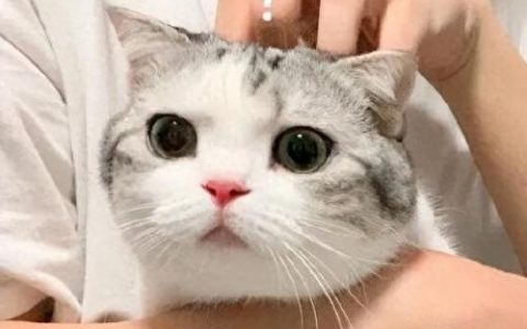 确保英文(确保的英文)