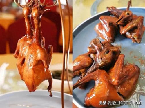 鸽子销售排名前十(鸽子直播销售第一名)插图