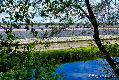 荷兰住宅公园排名前十(荷兰小镇空中别墅)插图75