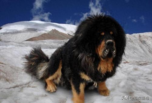 世界前五猎犬排名前十(世界三种猎犬排名前十)插图23