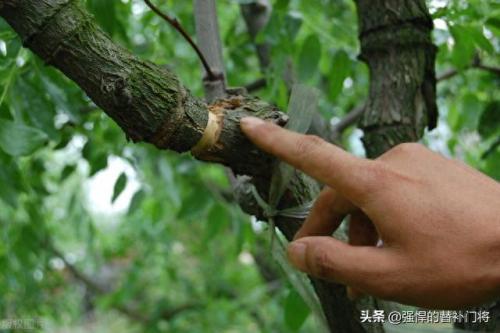早春苹果挨一刀(倒春寒对苹果树影响)插图2