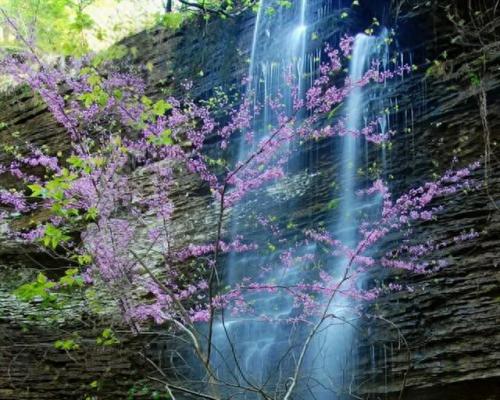花海图片大全(鸟语花香的图片)插图51