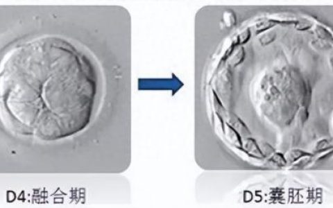 囊胚质量排名前十(囊胚的质量怎么样)