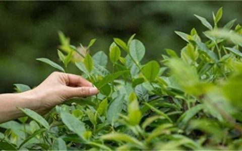 梧州特产排名前十(梧州河粉排行榜第一名)