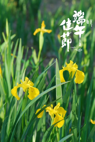 端午节小学古诗词(小学端午节习俗的古诗)插图16