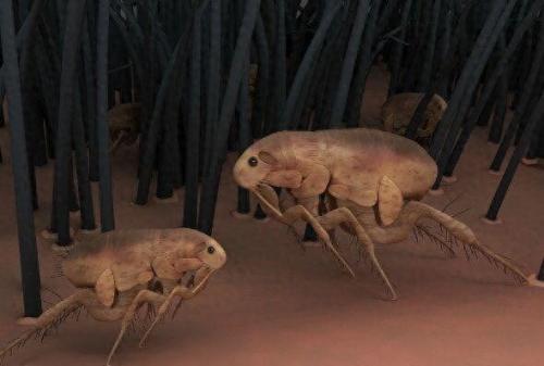 世界上最好的生物排名前十(世界上十大厉害的生物)插图38