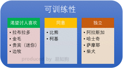 排名前十犬种(最好十种犬种)插图23
