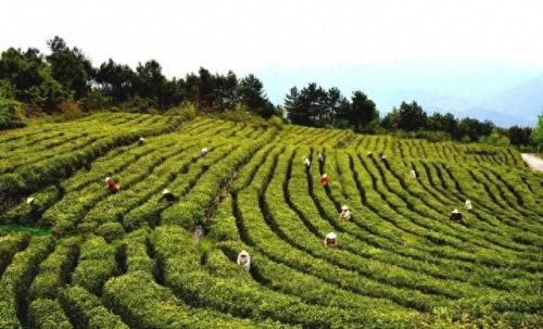 湖北十堰茶叶排名前十(湖北最出名的茶叶)插图3