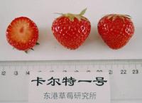 十大草莓排名前十图片(吃草莓的十大好处)插图28