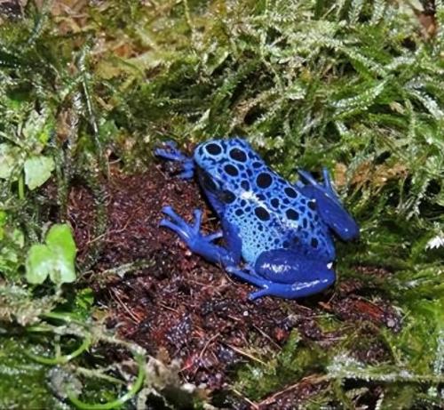 世上排名前十的有毒的生物(20大毒性最强的生物)插图7