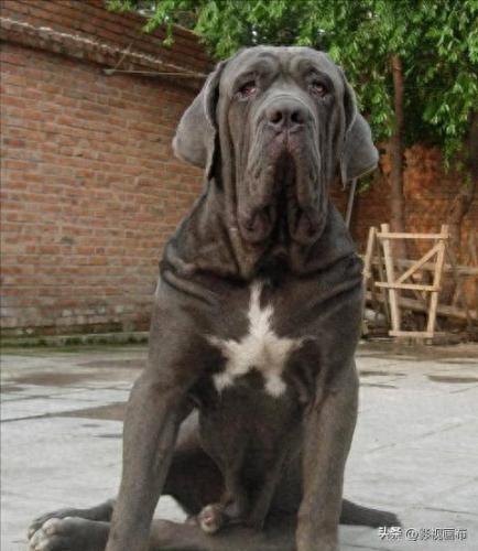 世界前五猎犬排名前十(世界三种猎犬排名前十)插图10