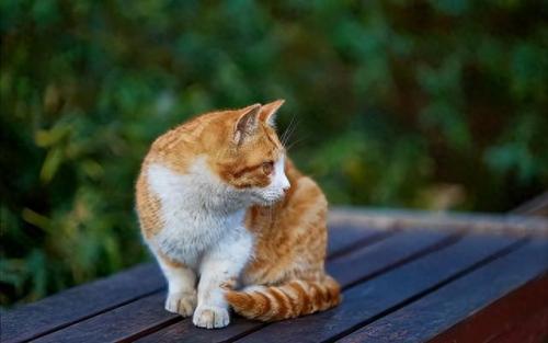 品种猫排名前十(猫品种排行靠前)插图12