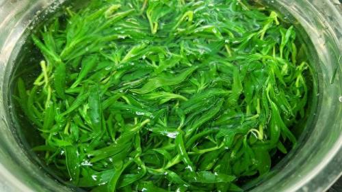 笤帚菜(扫帚菜的功效和作用)插图4