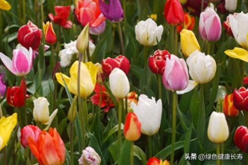 荷兰住宅公园排名前十(荷兰小镇空中别墅)插图40