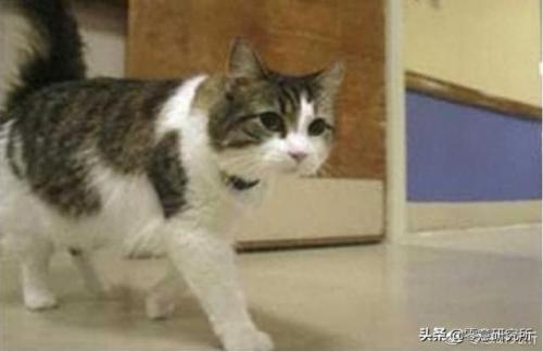 死神的宠物(死神的猫咪在哪里)插图3