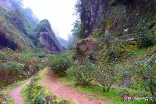桂皮品牌排名前十(桂皮有哪些功效和用途)插图5