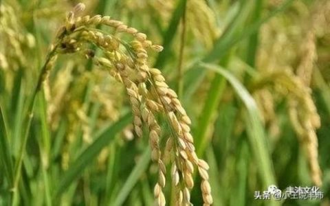 包含物候知识的农谚(与物候有关的农谚三条)