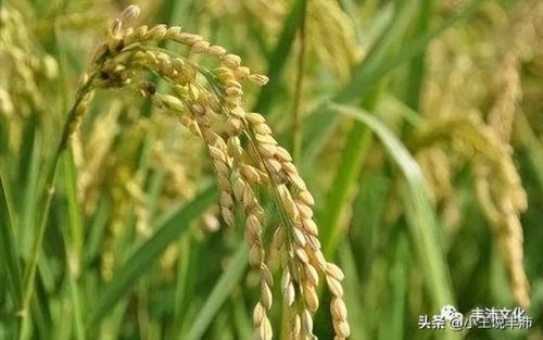 包含物候知识的农谚(与物候有关的农谚三条)插图