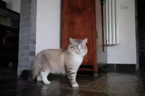 猫有九条命真的吗蚂蚁庄园(猫有九条命是真的还是假的)插图3