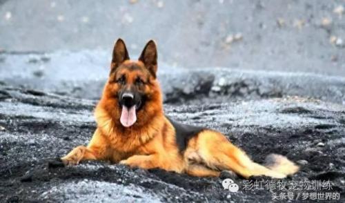 军犬黑色品种排名前十(军犬名称大全)插图1